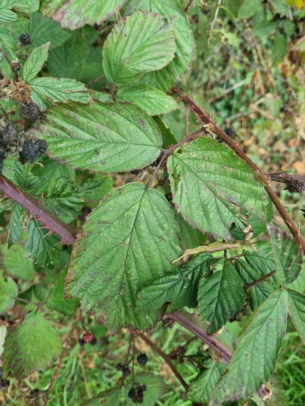 Rubus leightonii — search result for 'Rubus'