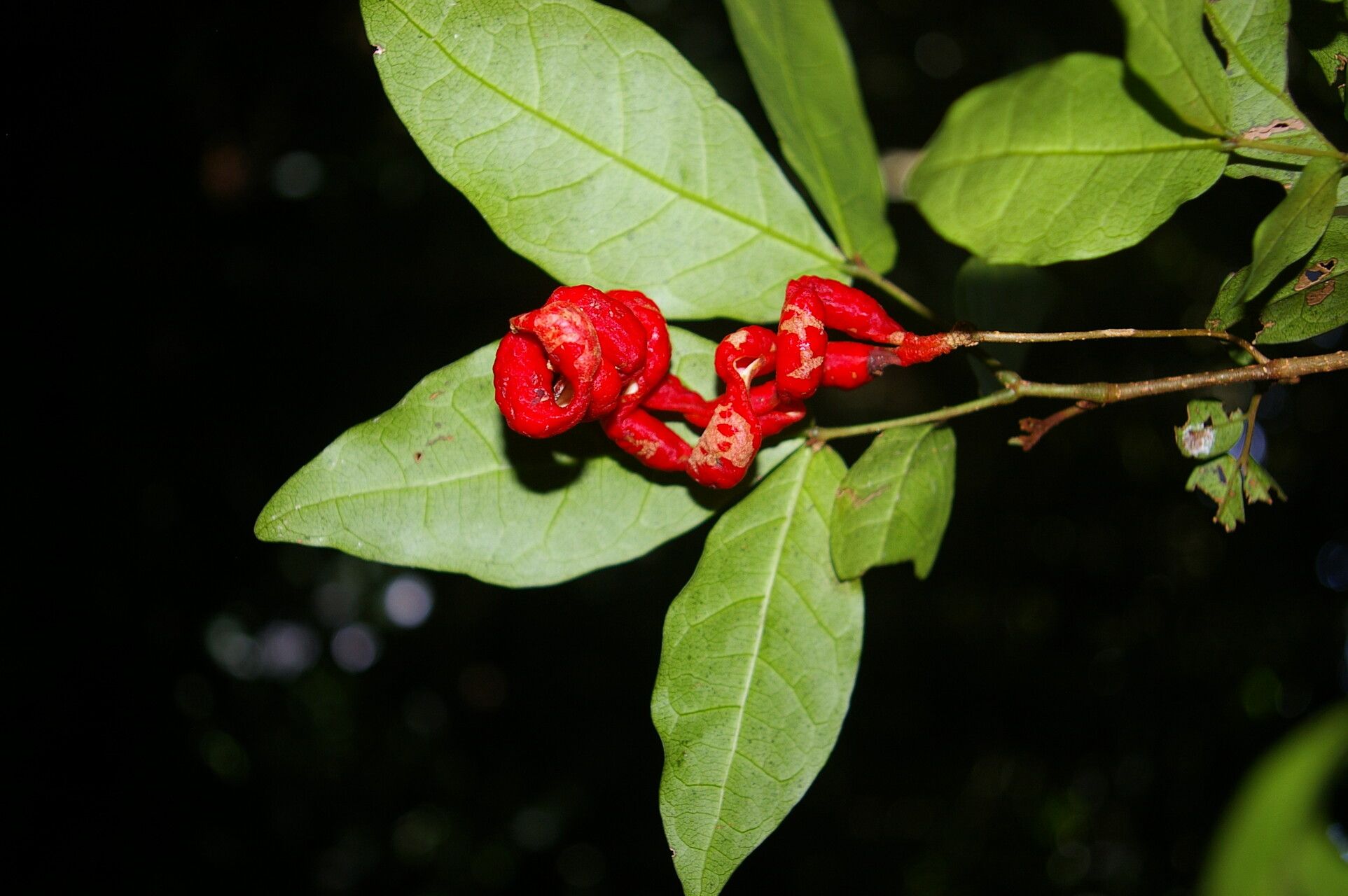 Cojoba valerioi flower
