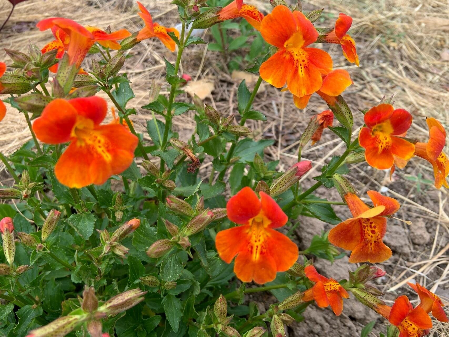 Erythranthe cuprea flower