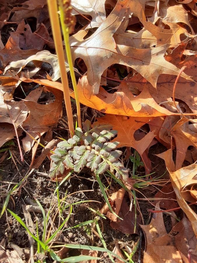 Botrychium dissectum — houseplant care guide