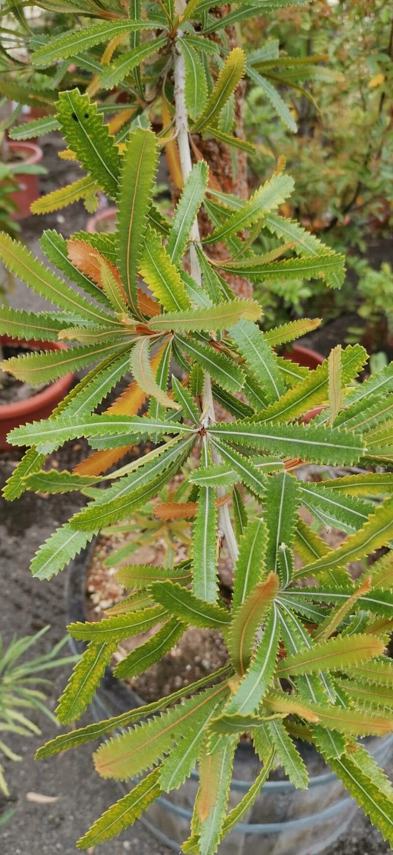 Banksia aemula — related species from the same genus
