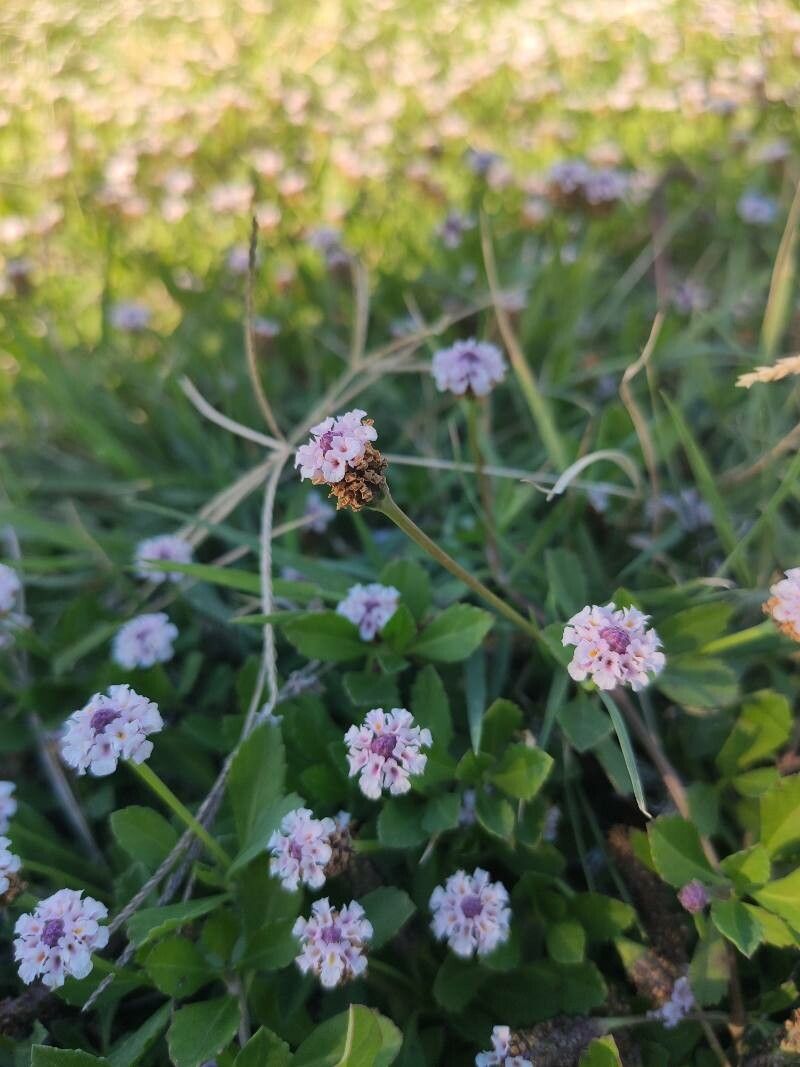 Phyla nodiflora fruit