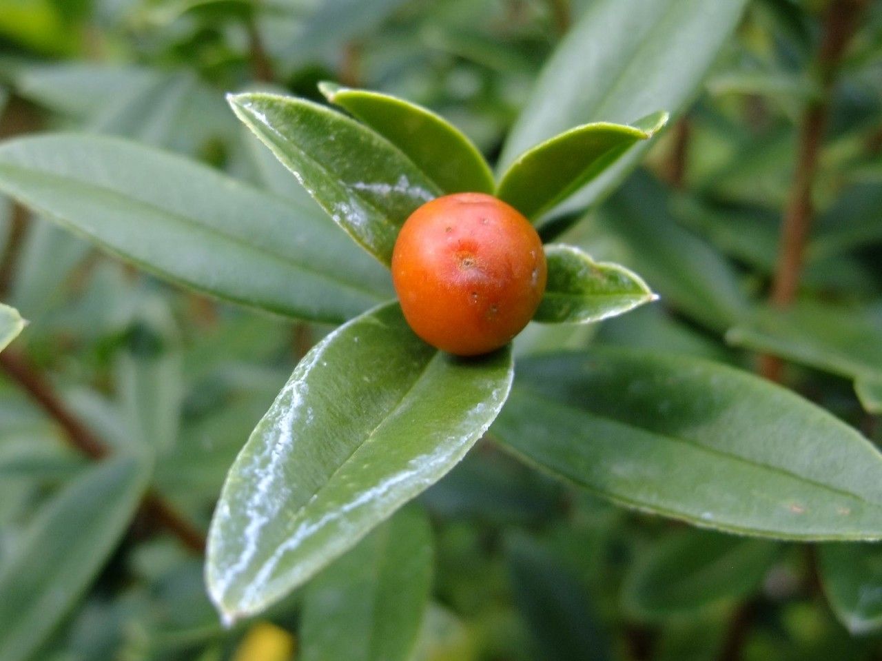 Daphne tangutica fruit