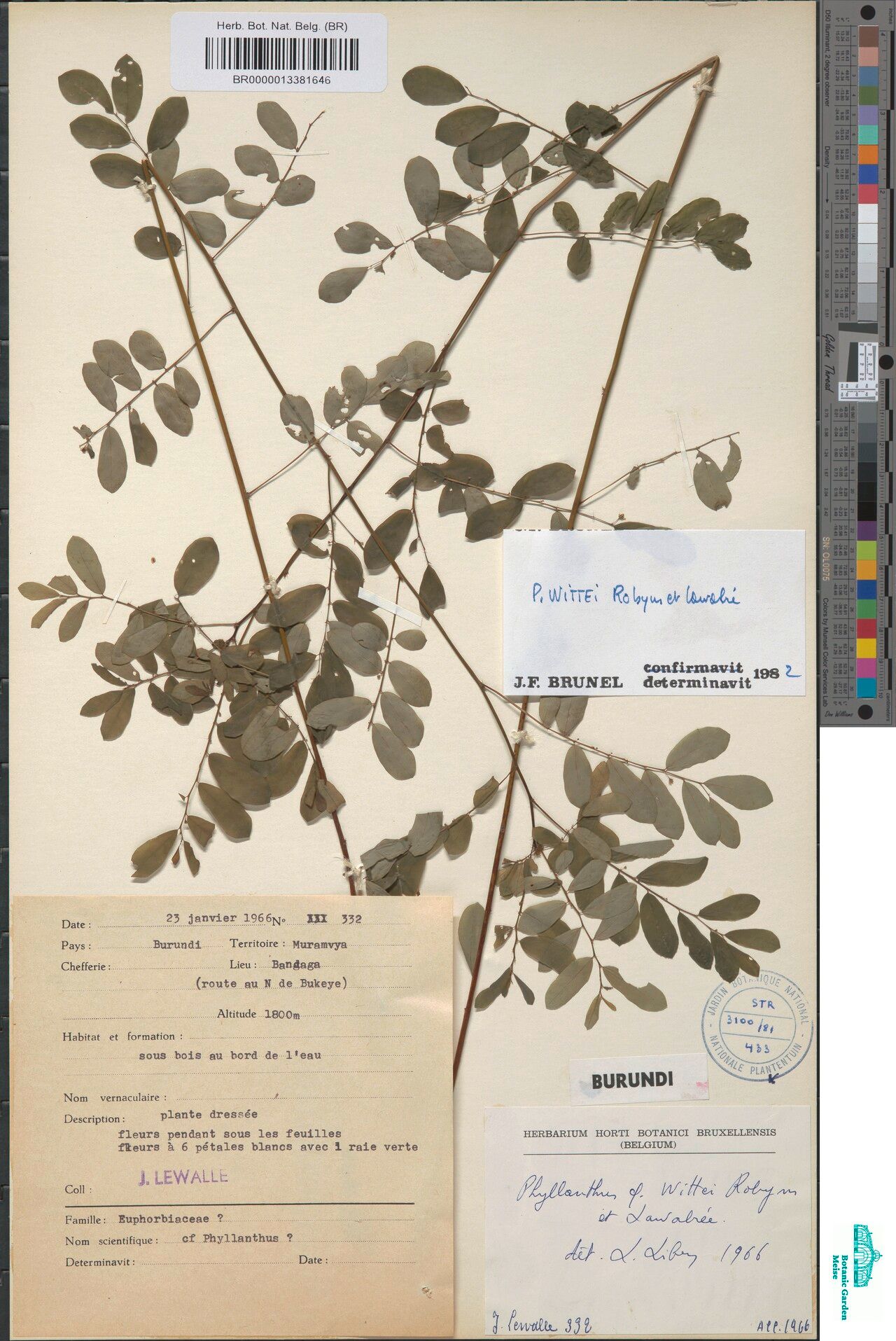 Phyllanthus wittei — houseplant care guide