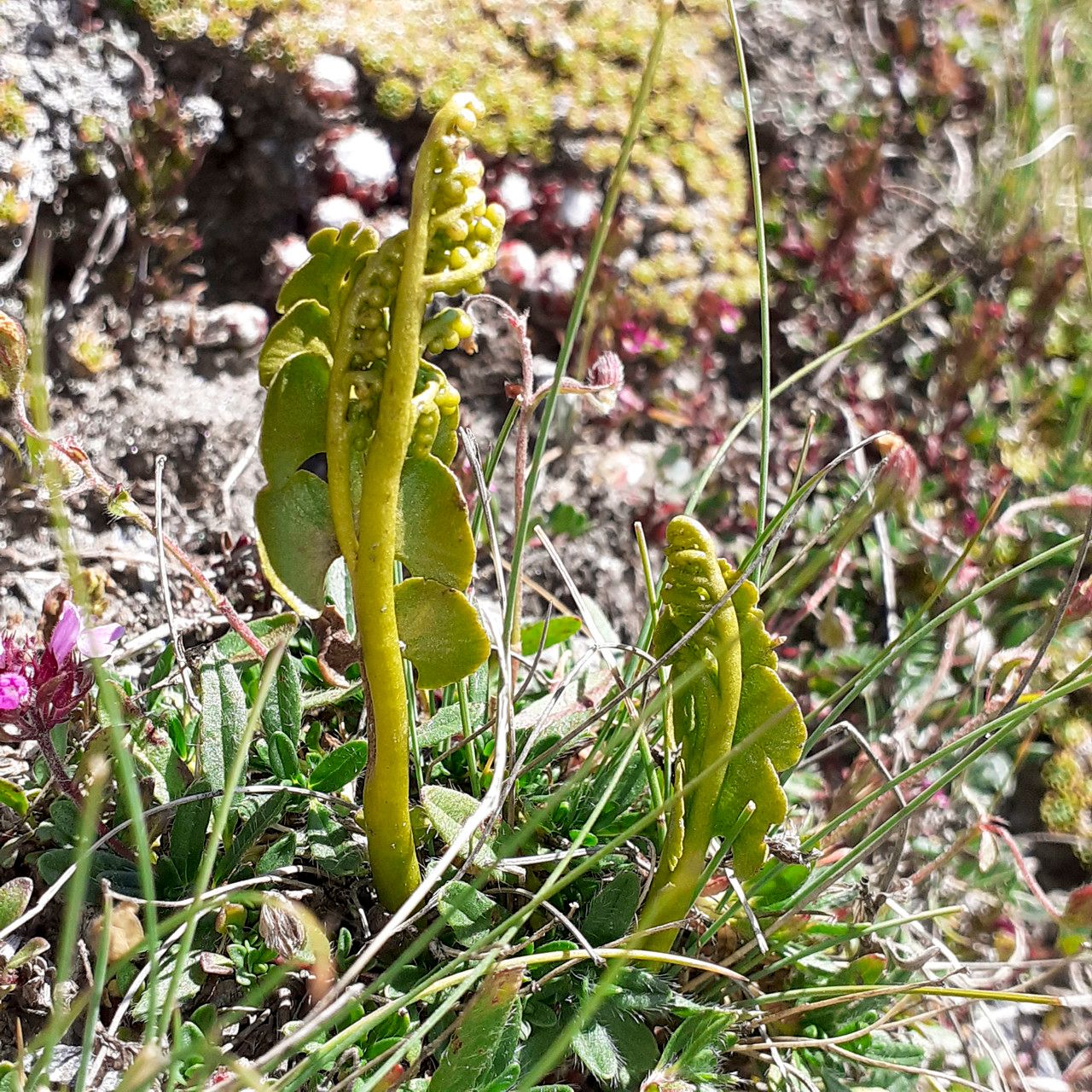 Botrychium lunaria leaf