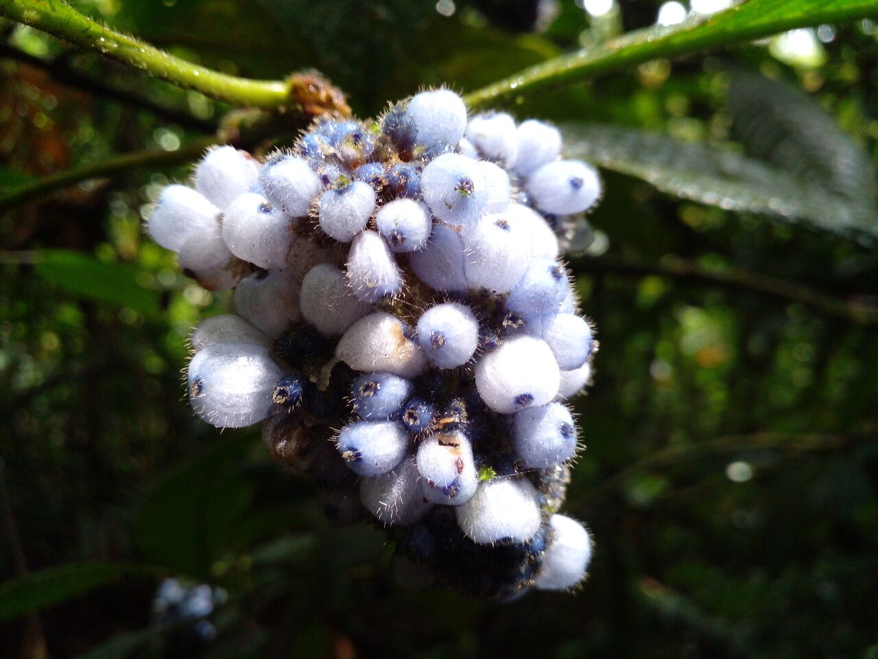 Psychotria pilosa fruit
