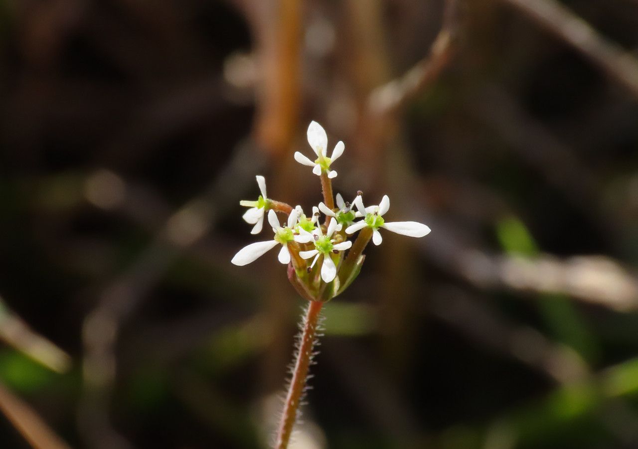 Scandix australis flower