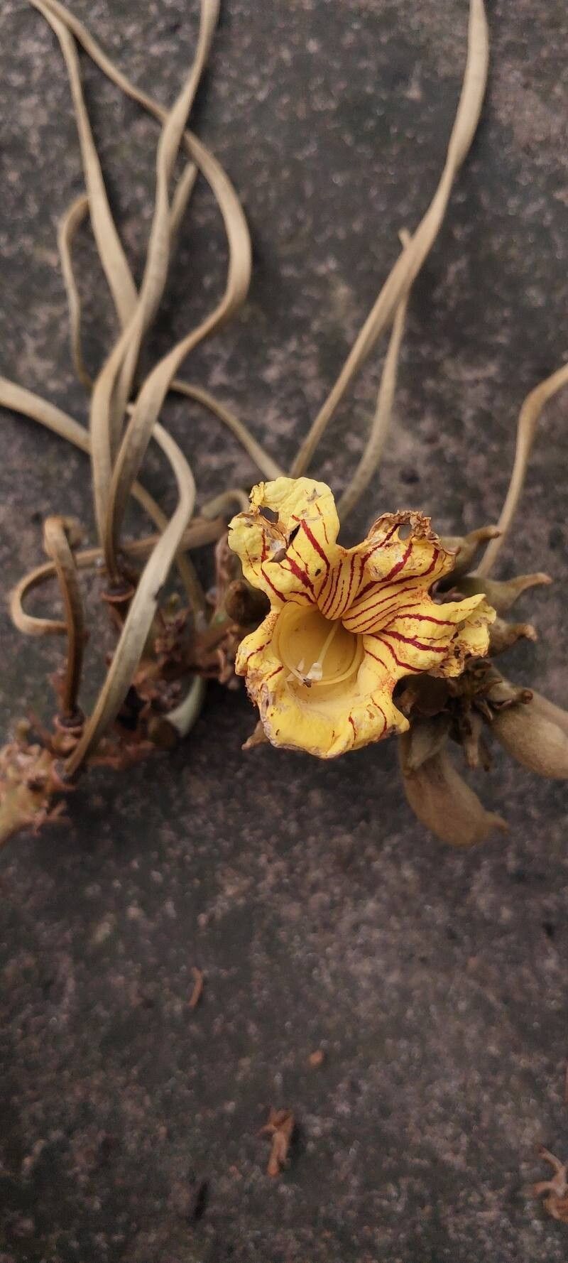 Markhamia tomentosa flower