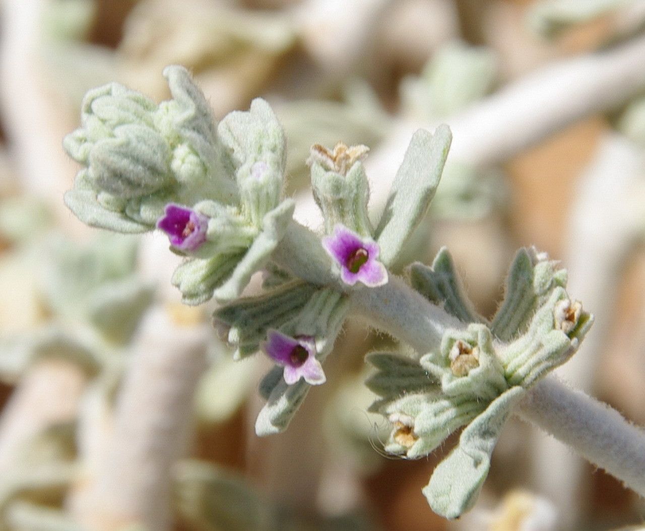 Marrubium deserti flower