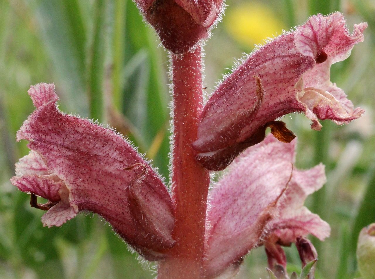 Orobanche alba bark