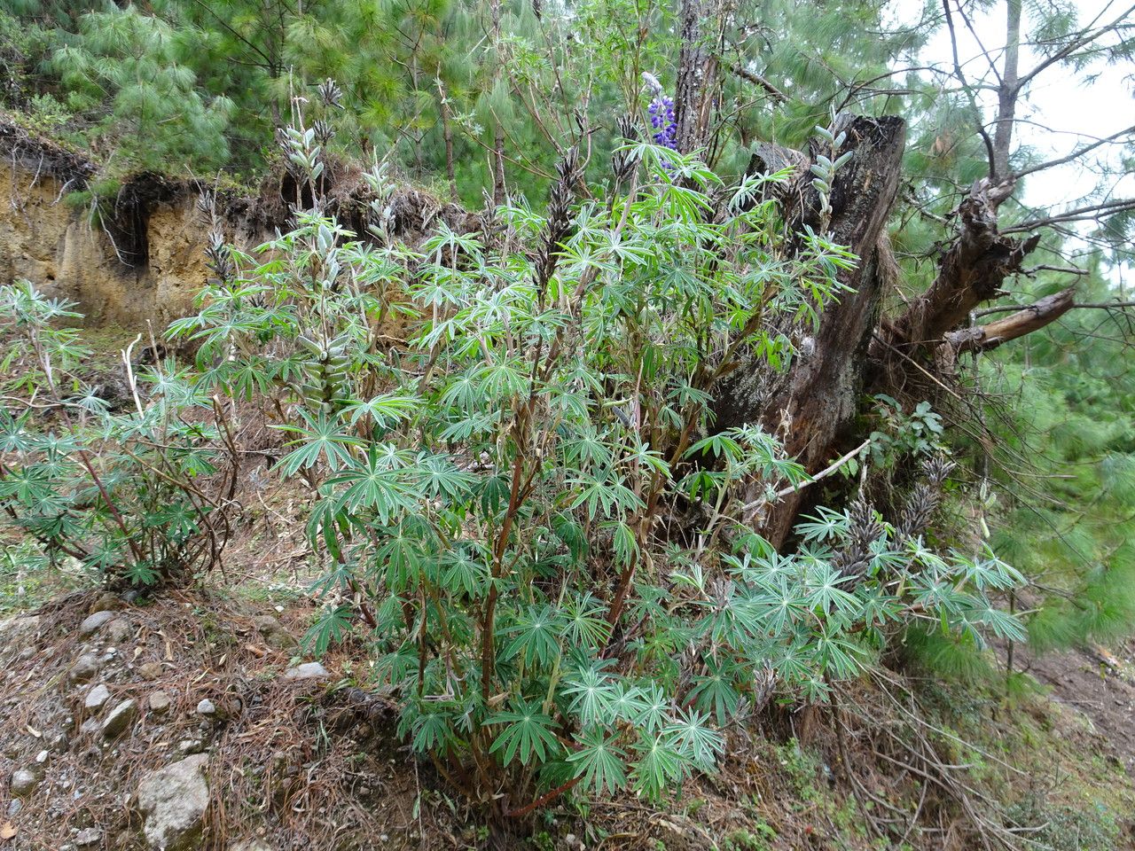 Lupinus montanus habit