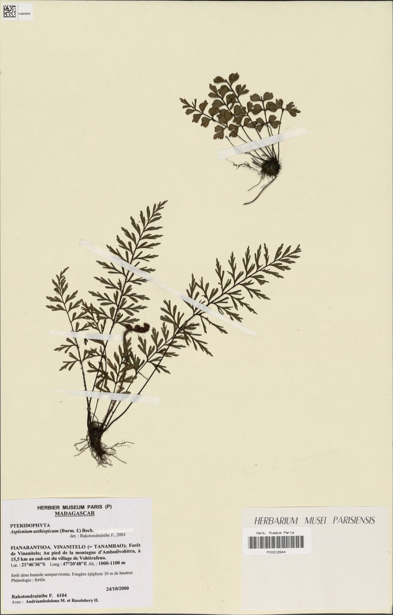 Asplenium cocae — houseplant care guide