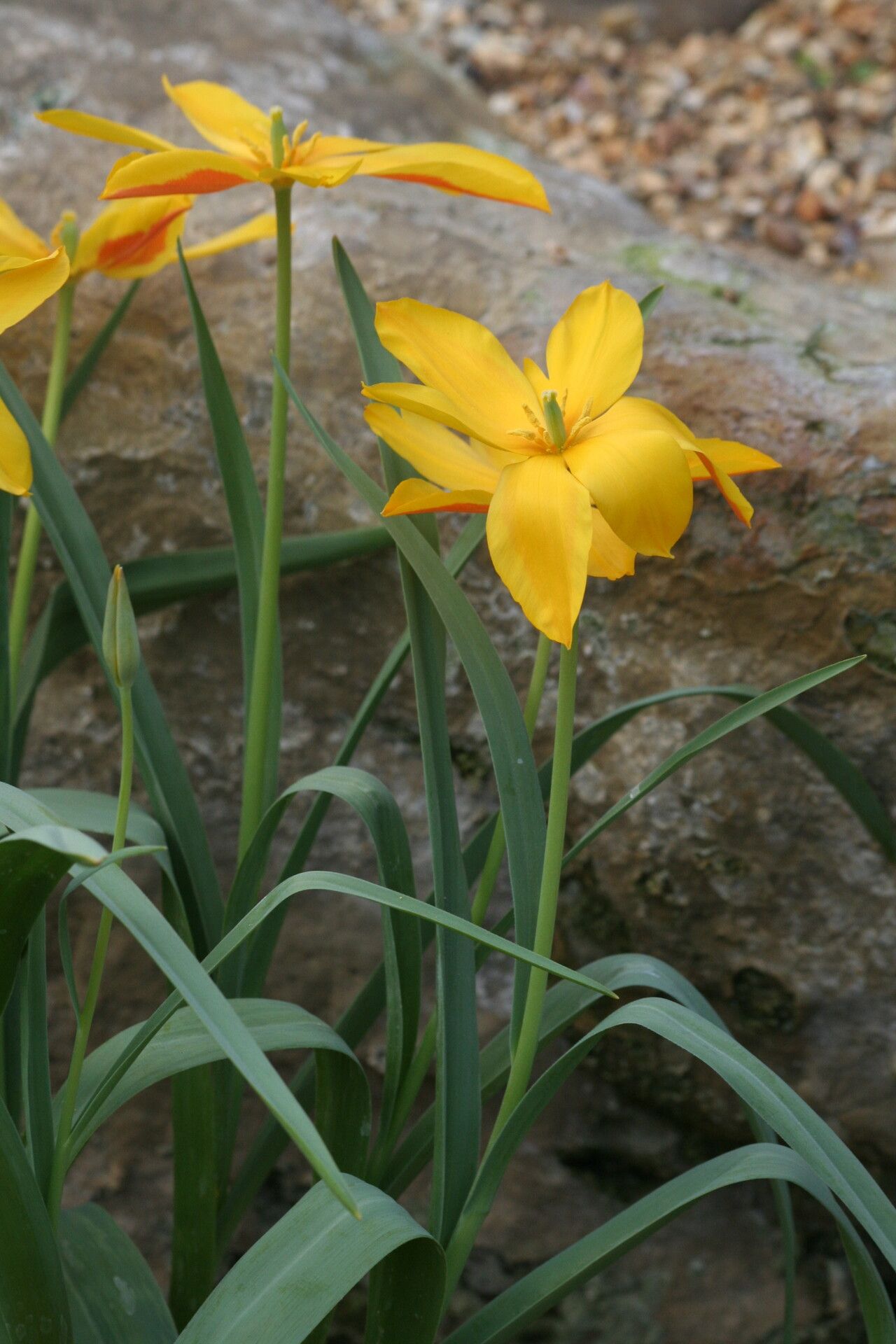 Tulipa heweri flower
