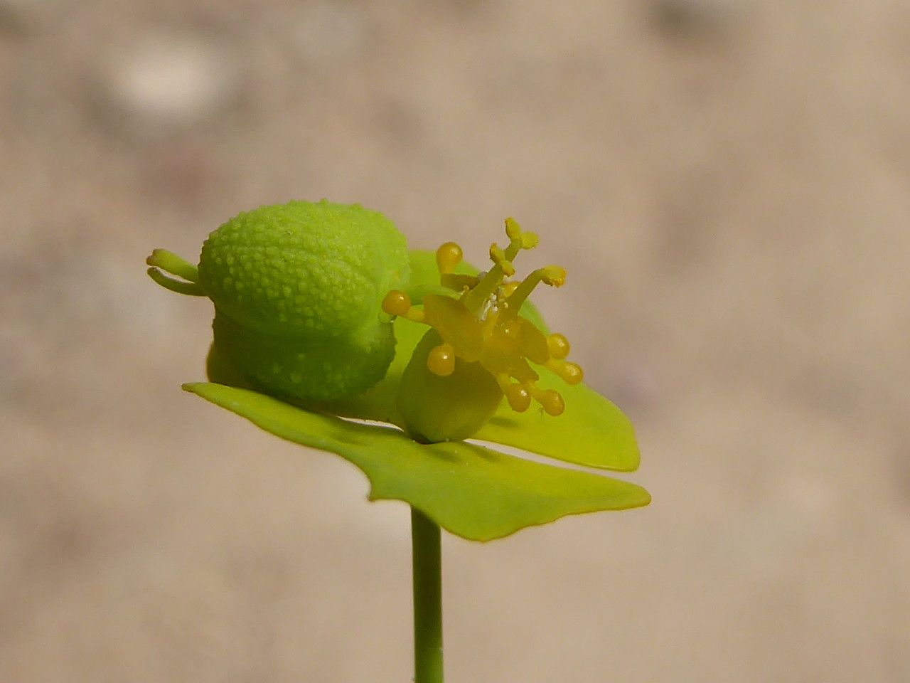 Euphorbia biumbellata fruit