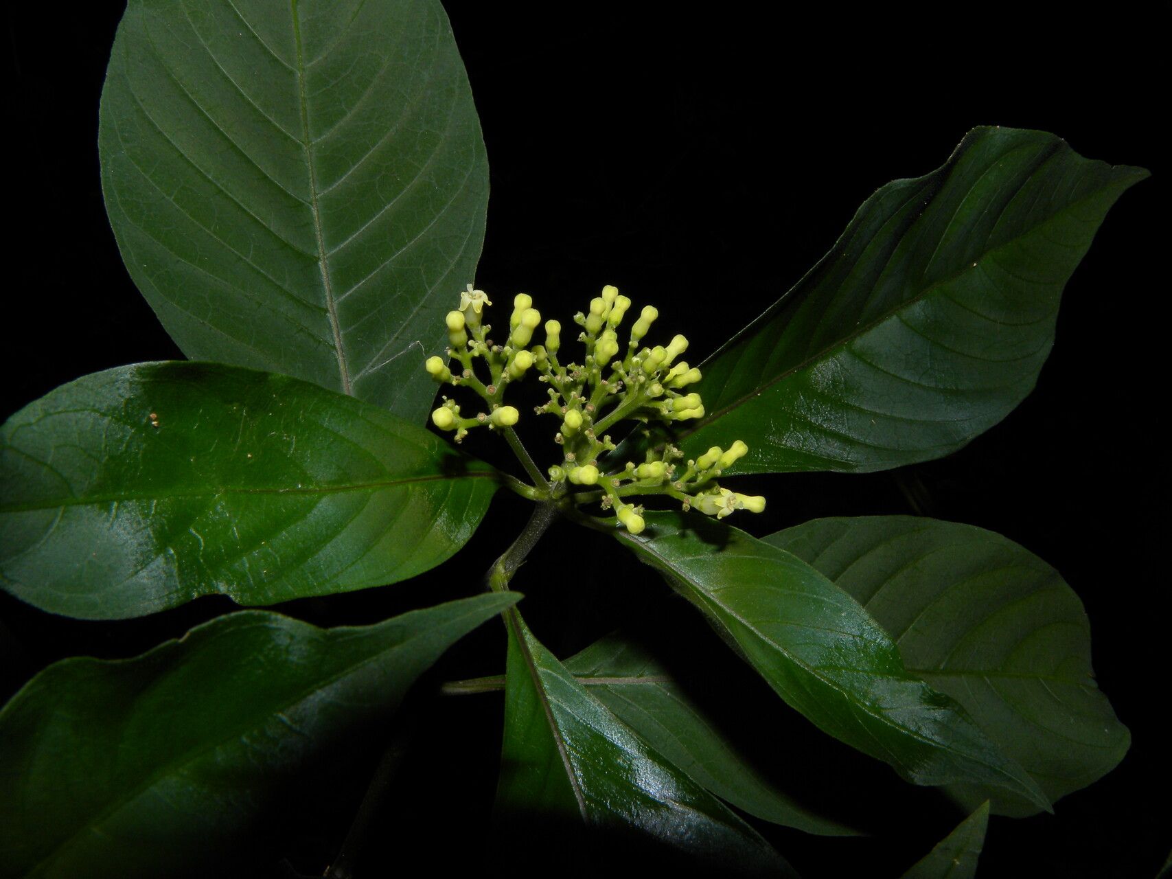 Psychotria pubescens flower