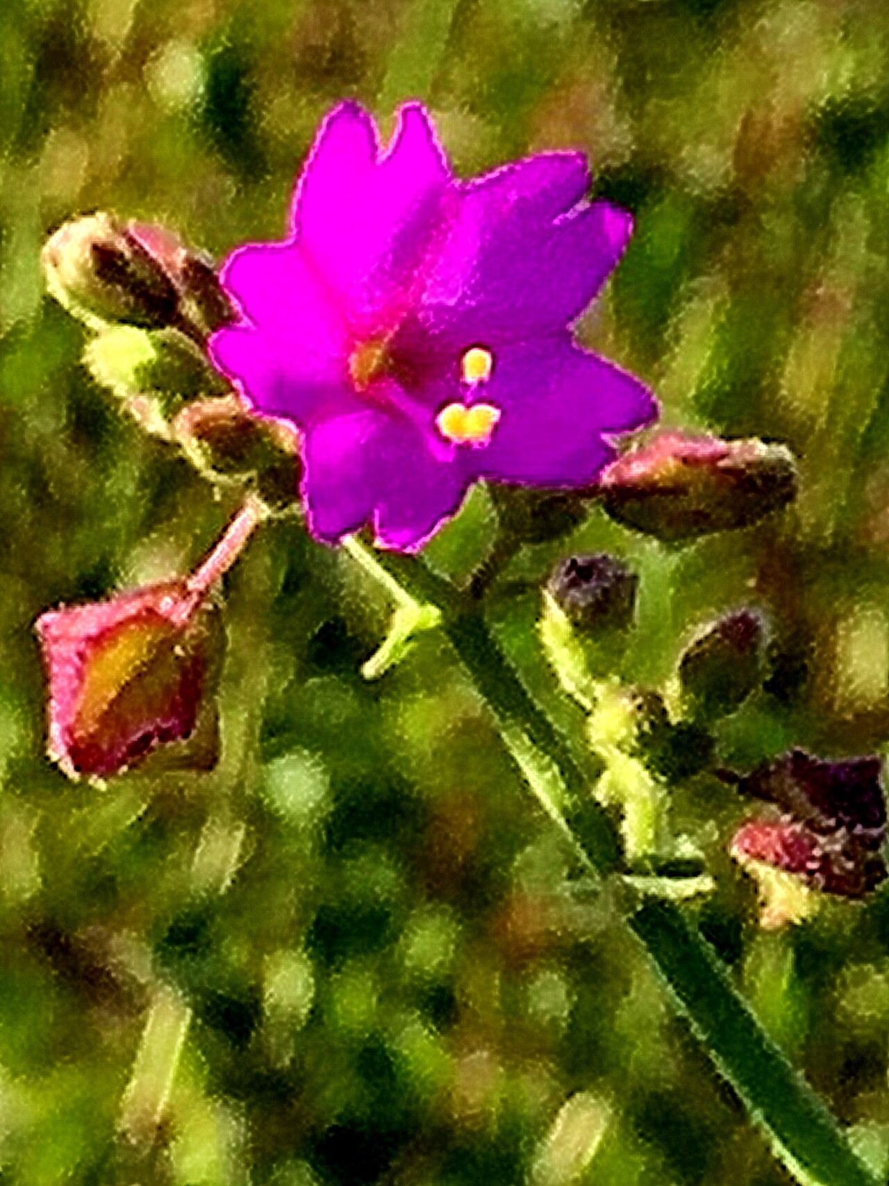 Mirabilis viscosa — search result for 'Mirabilis'