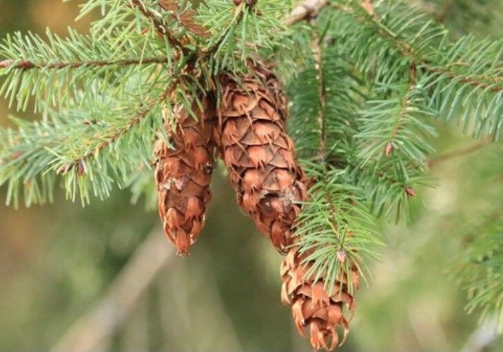 Pseudotsuga macrocarpa fruit