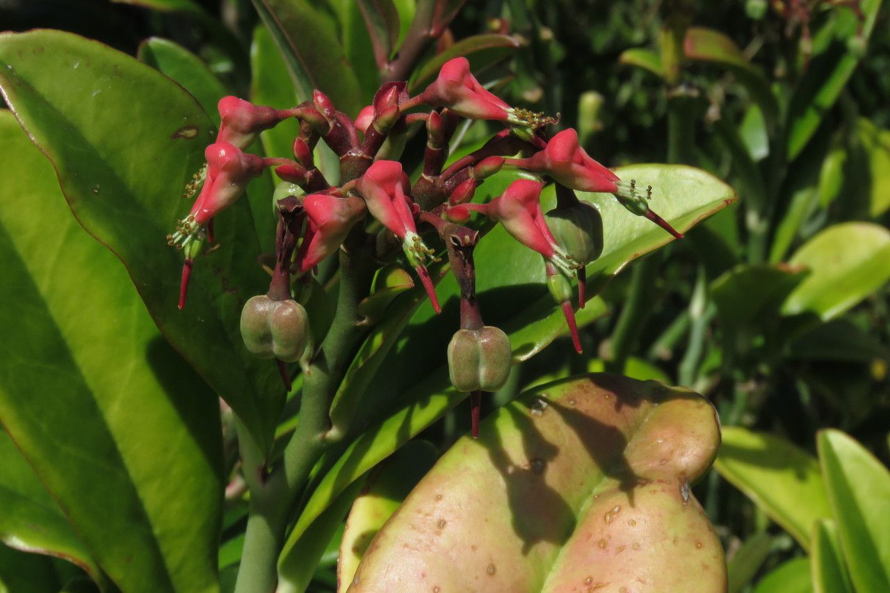 Pedilanthus tithymaloides fruit