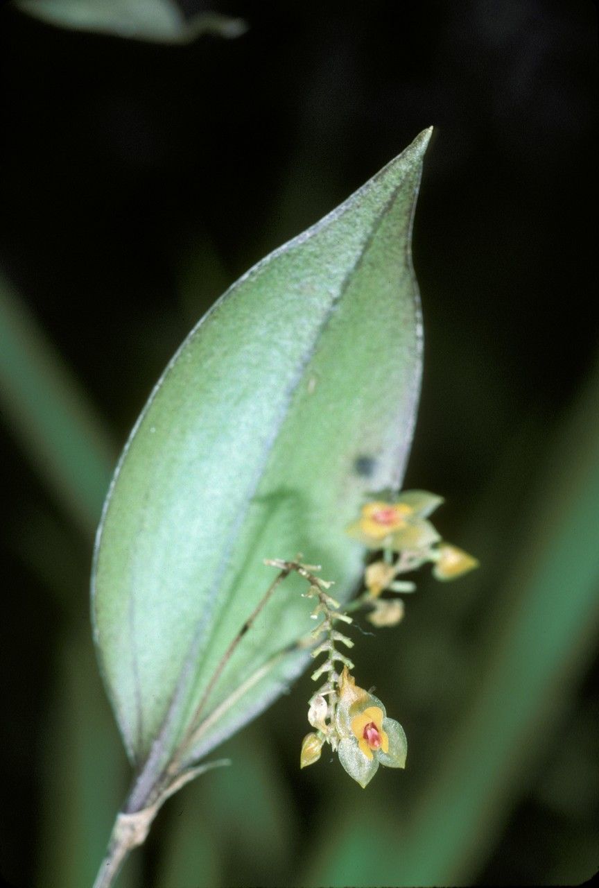 Lepanthes ovalis flower