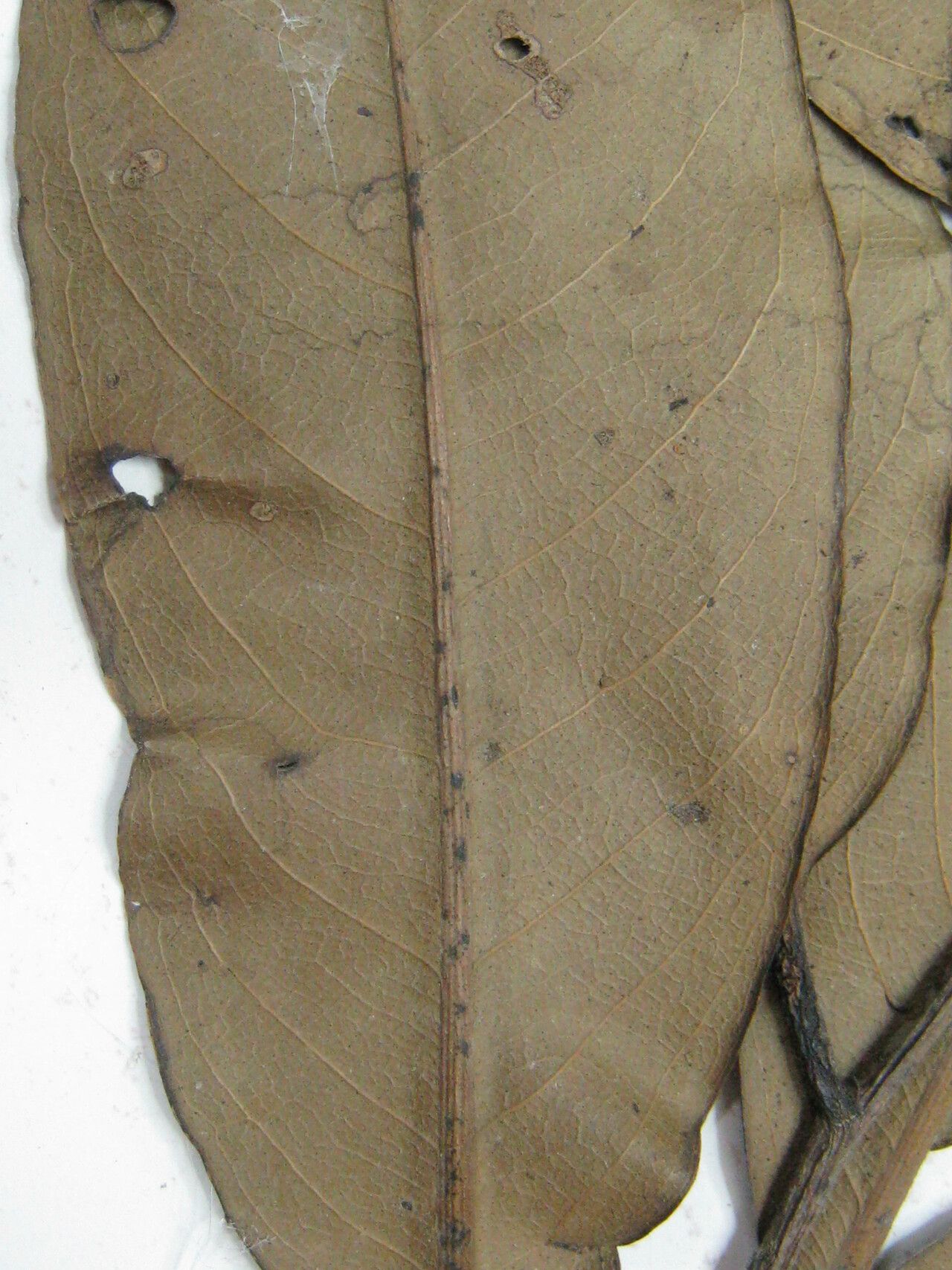 Eschweilera grandiflora other