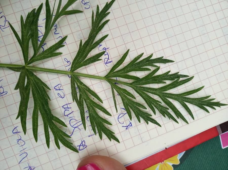 Peucedanum coriaceum leaf