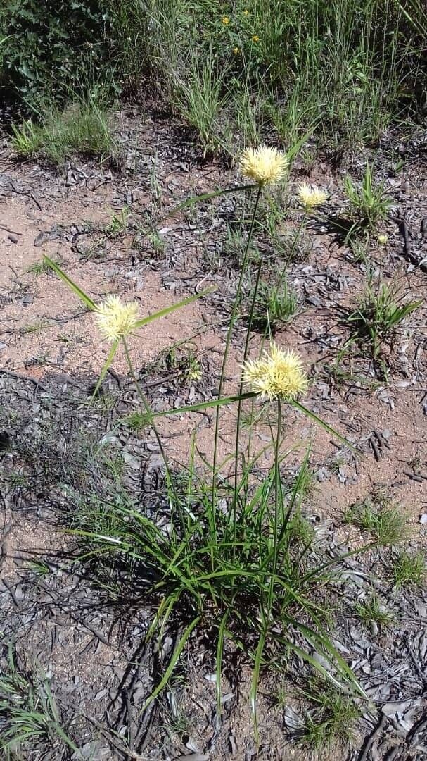 Cyperus hemisphaericus — houseplant care guide