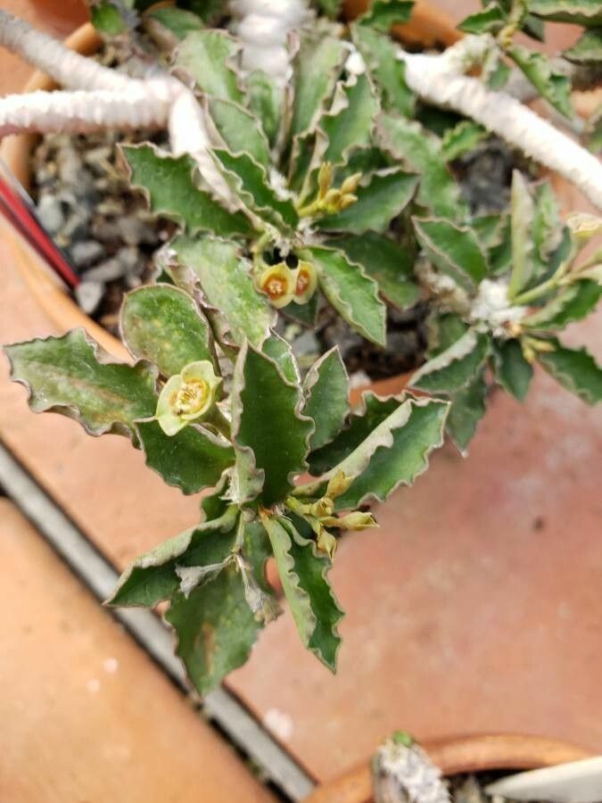 Euphorbia decaryi leaf