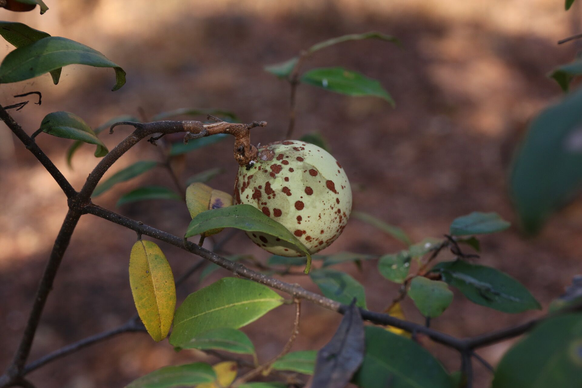 Landolphia parvifolia fruit