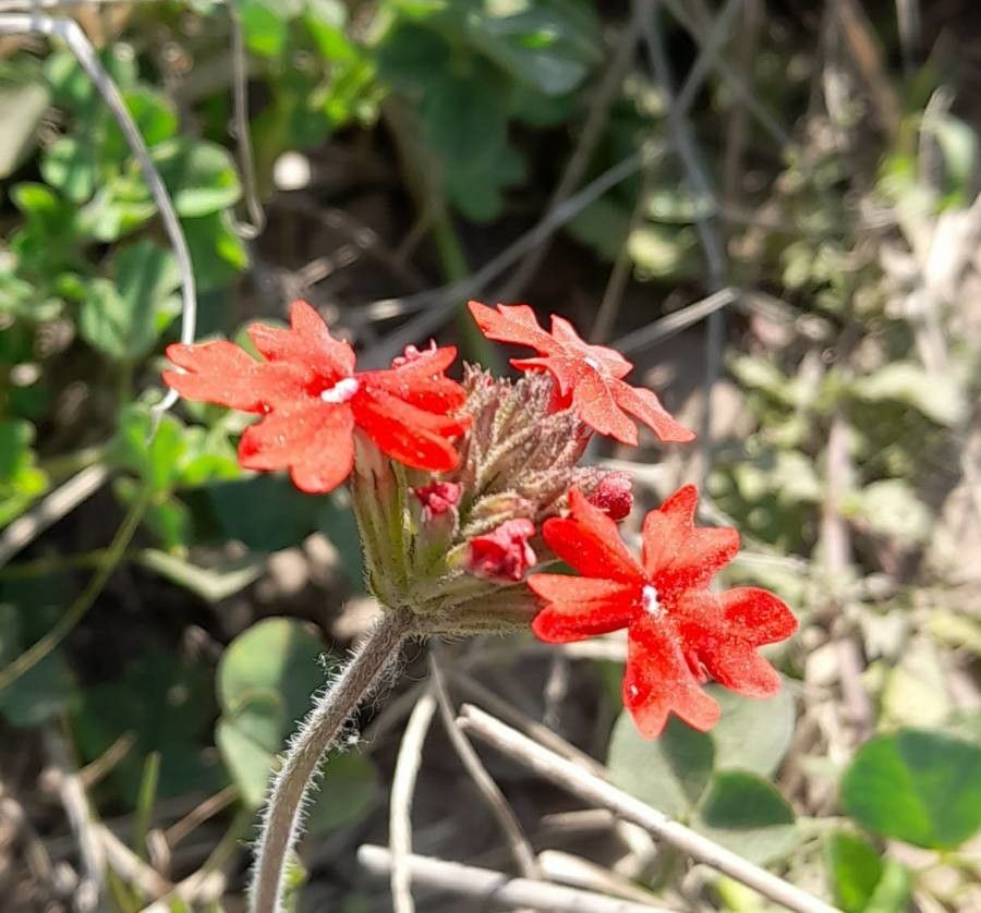Glandularia tweedieana flower
