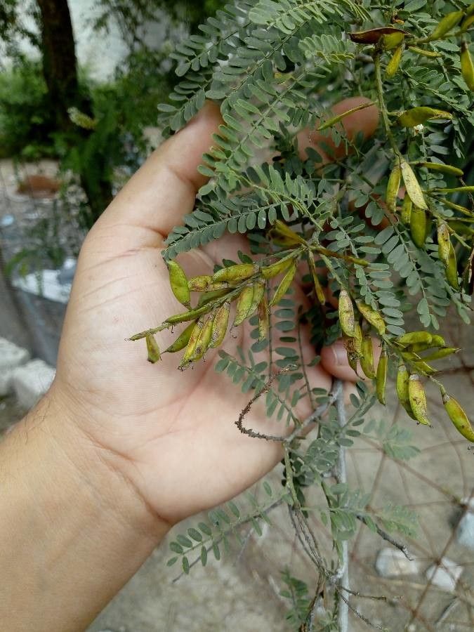 Eysenhardtia polystachya fruit