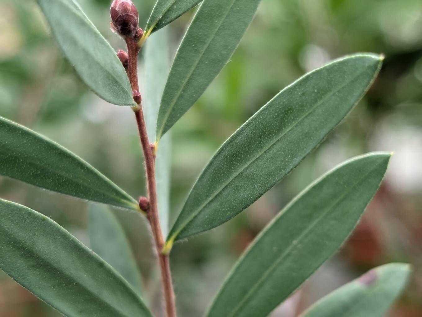Melaleuca megalongensis leaf