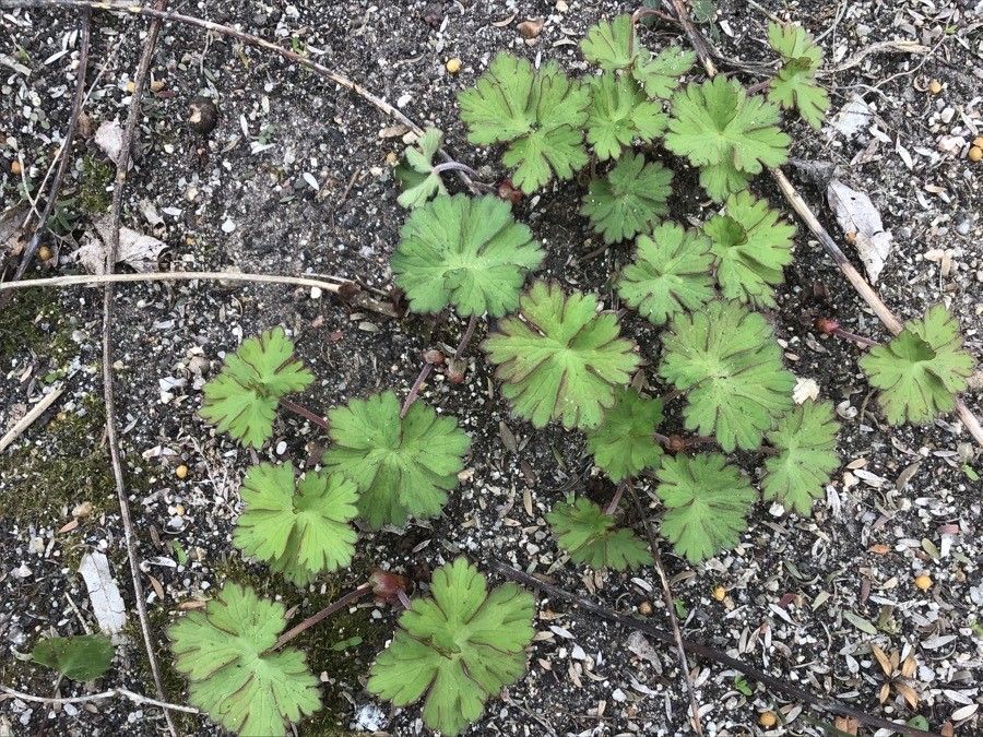 Geranium wallichianum — search result for 'Geraniaceae'