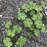 Geranium wallichianum