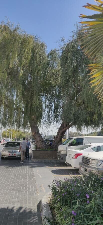 Prosopis cineraria bark