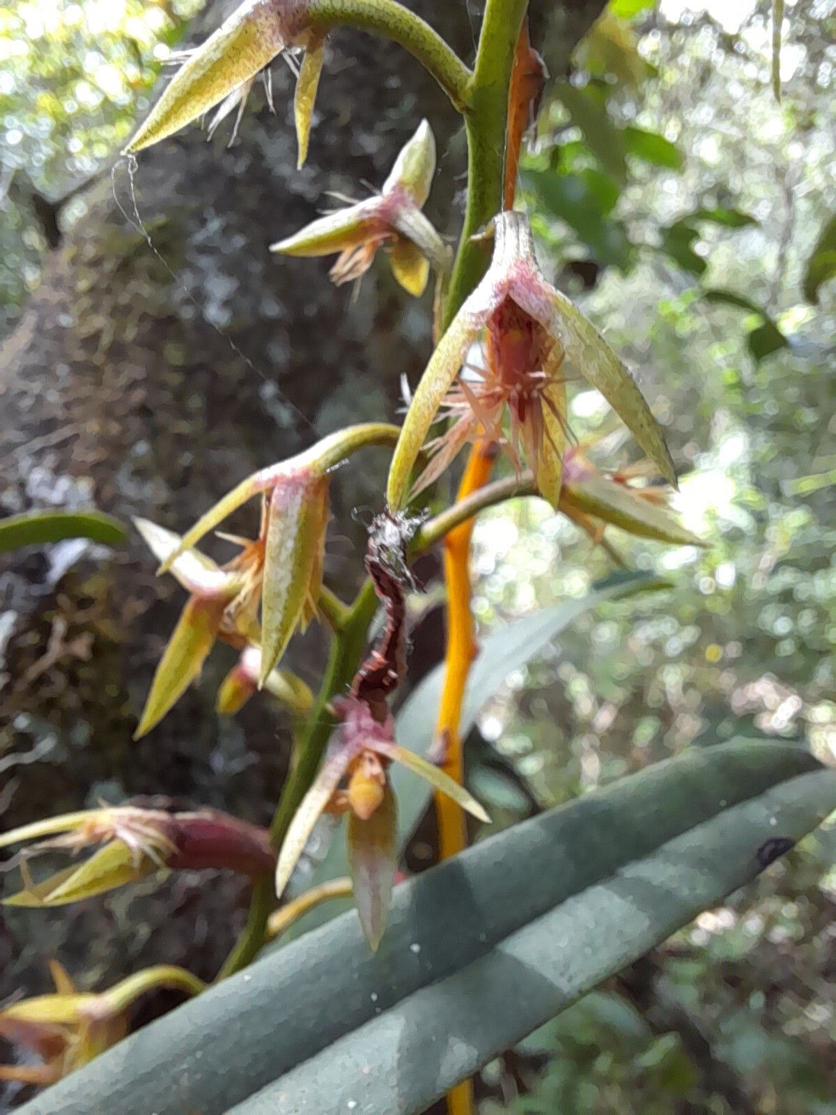 Bulbophyllum reflexiflorum — houseplant care guide