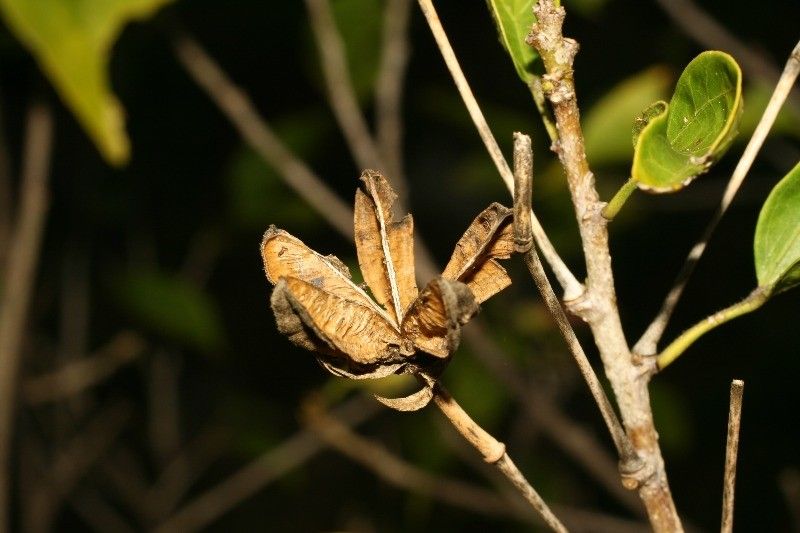 Hibiscus boryanus fruit