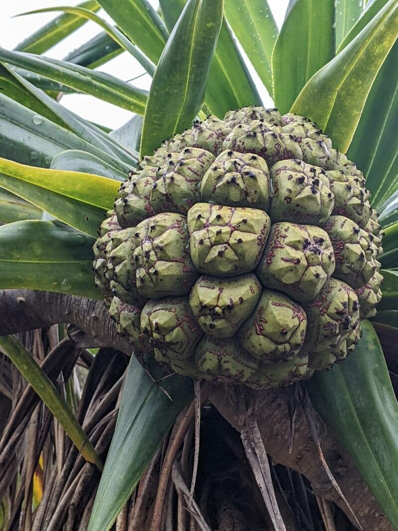 Pandanus bilinearis — search result for 'Pandanus'