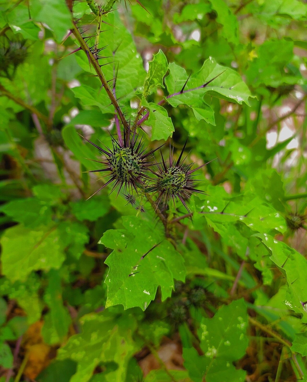 Solanum leucandrum — houseplant care guide