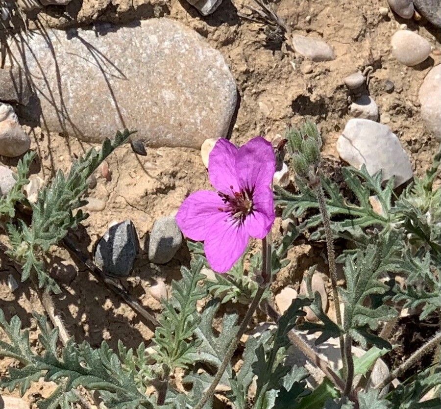 Erodium crassifolium flower
