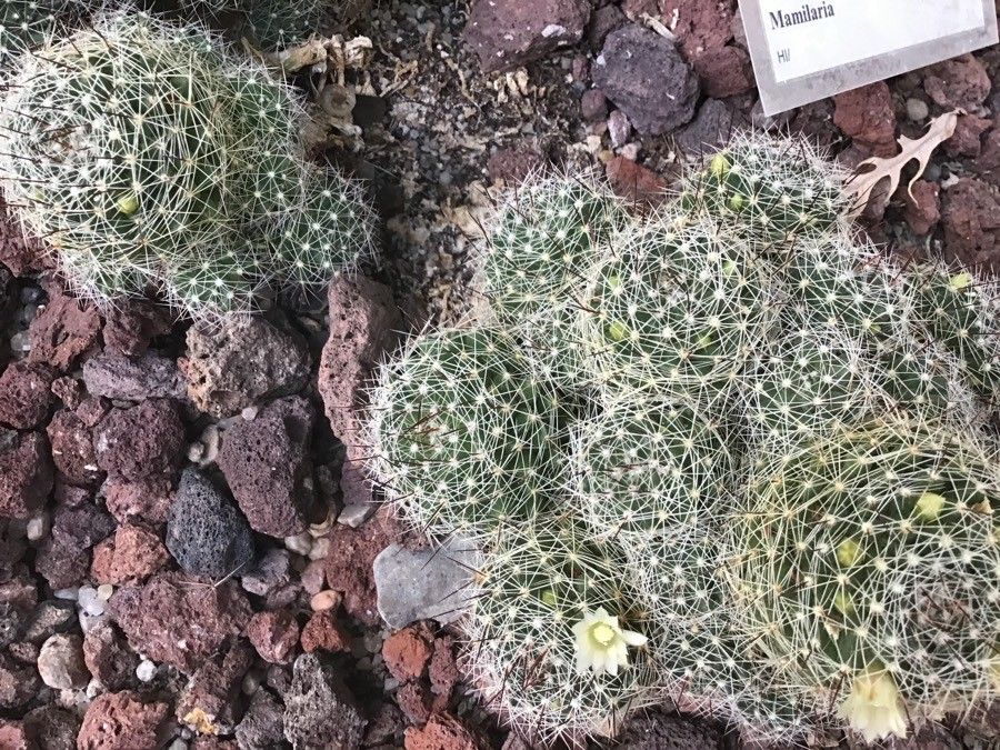 Mammillaria decipiens leaf