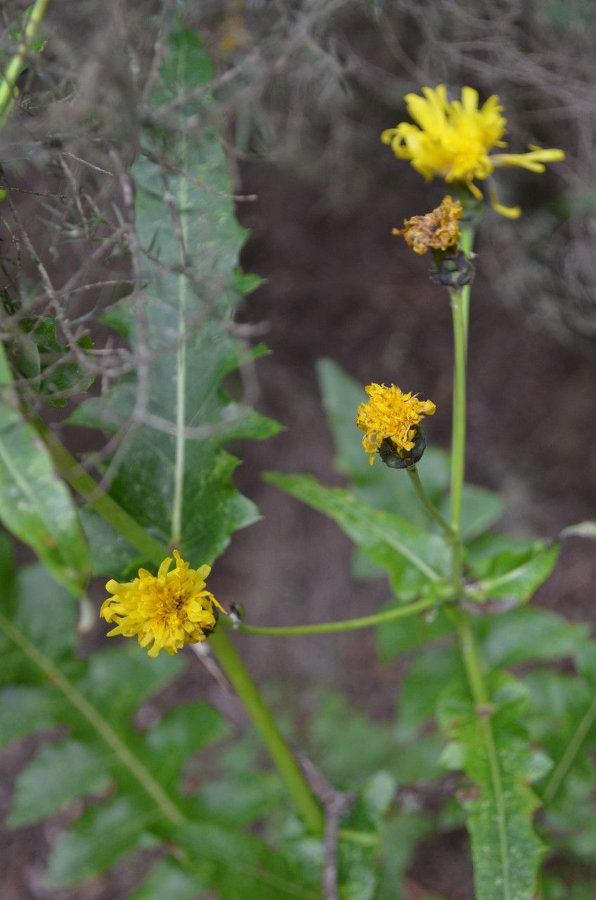 Sonchus gandogeri flower