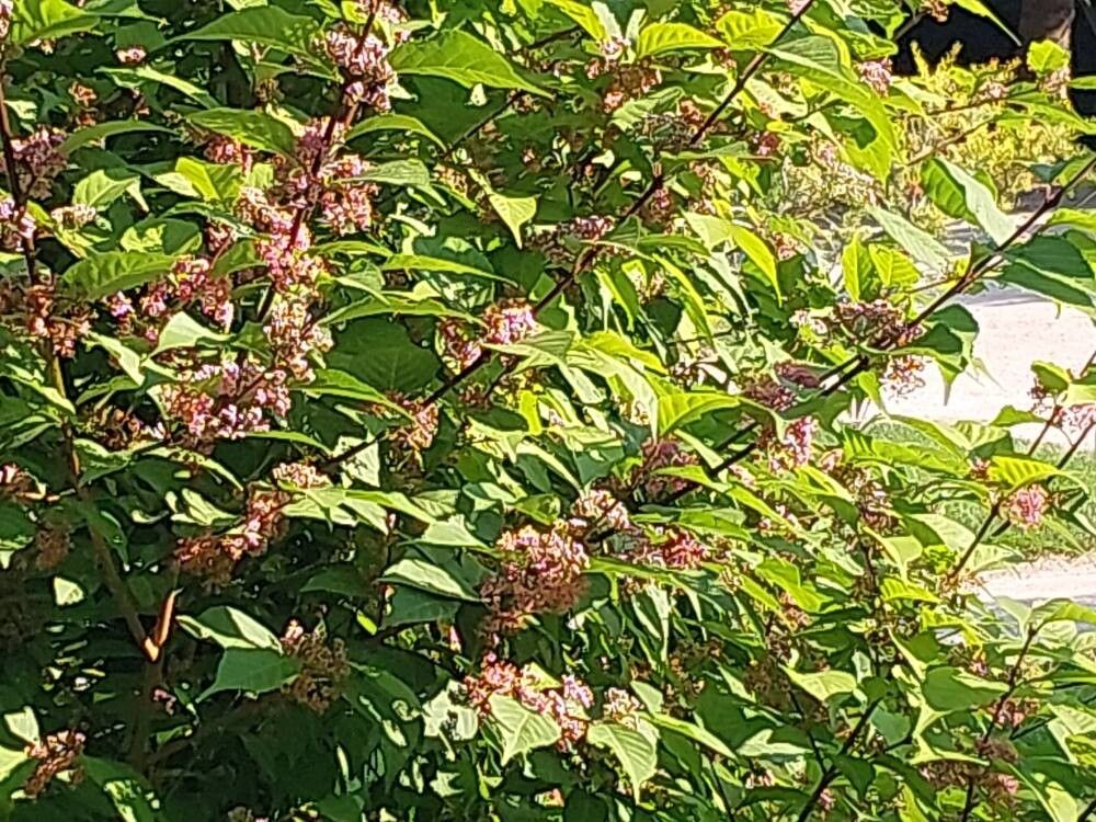 Callicarpa × shirasawana — search result for 'Callicarpa'
