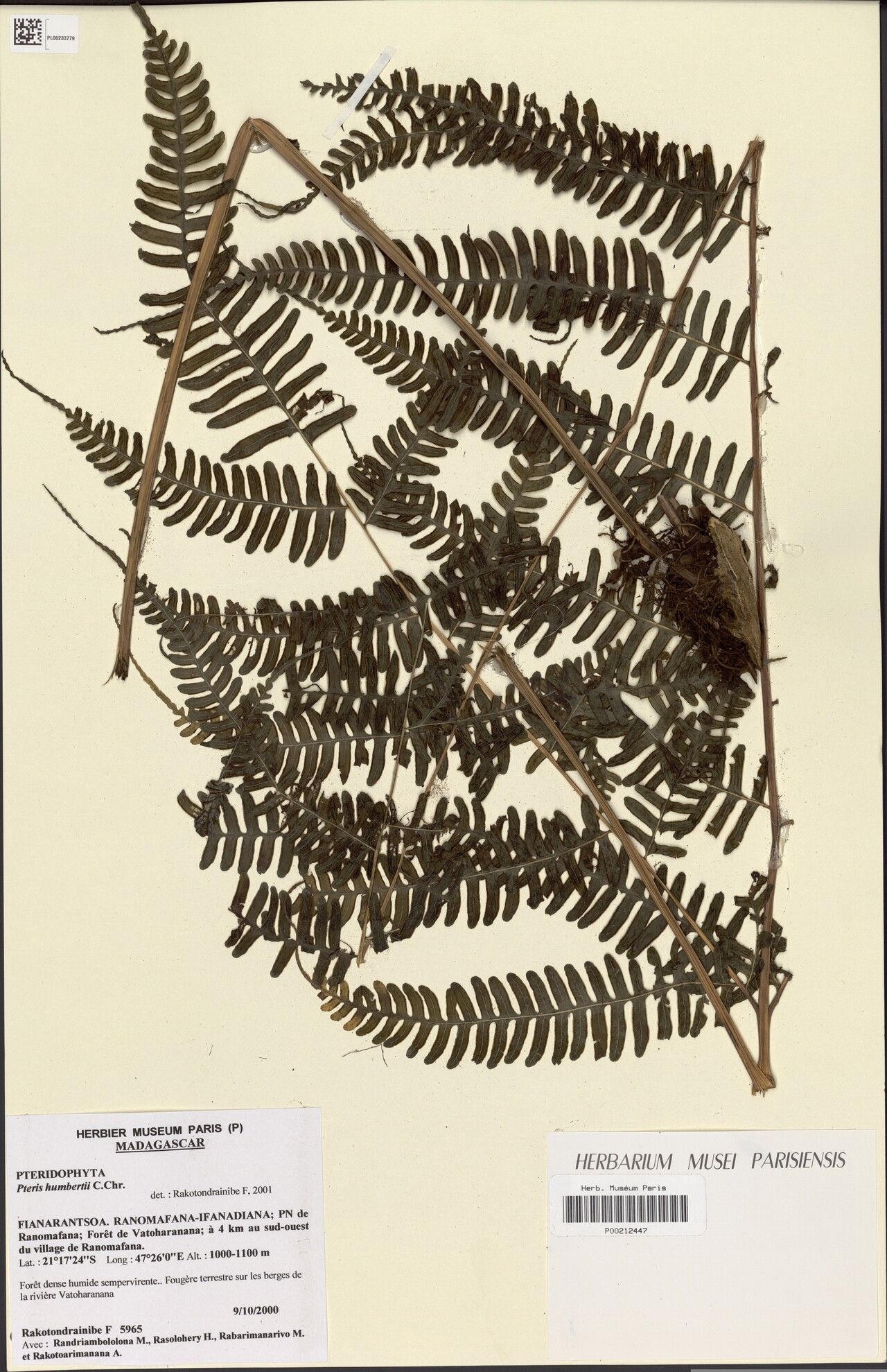 Pteris humbertii — search result for 'Pteris'