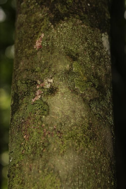 Chrysophyllum sanguinolentum bark