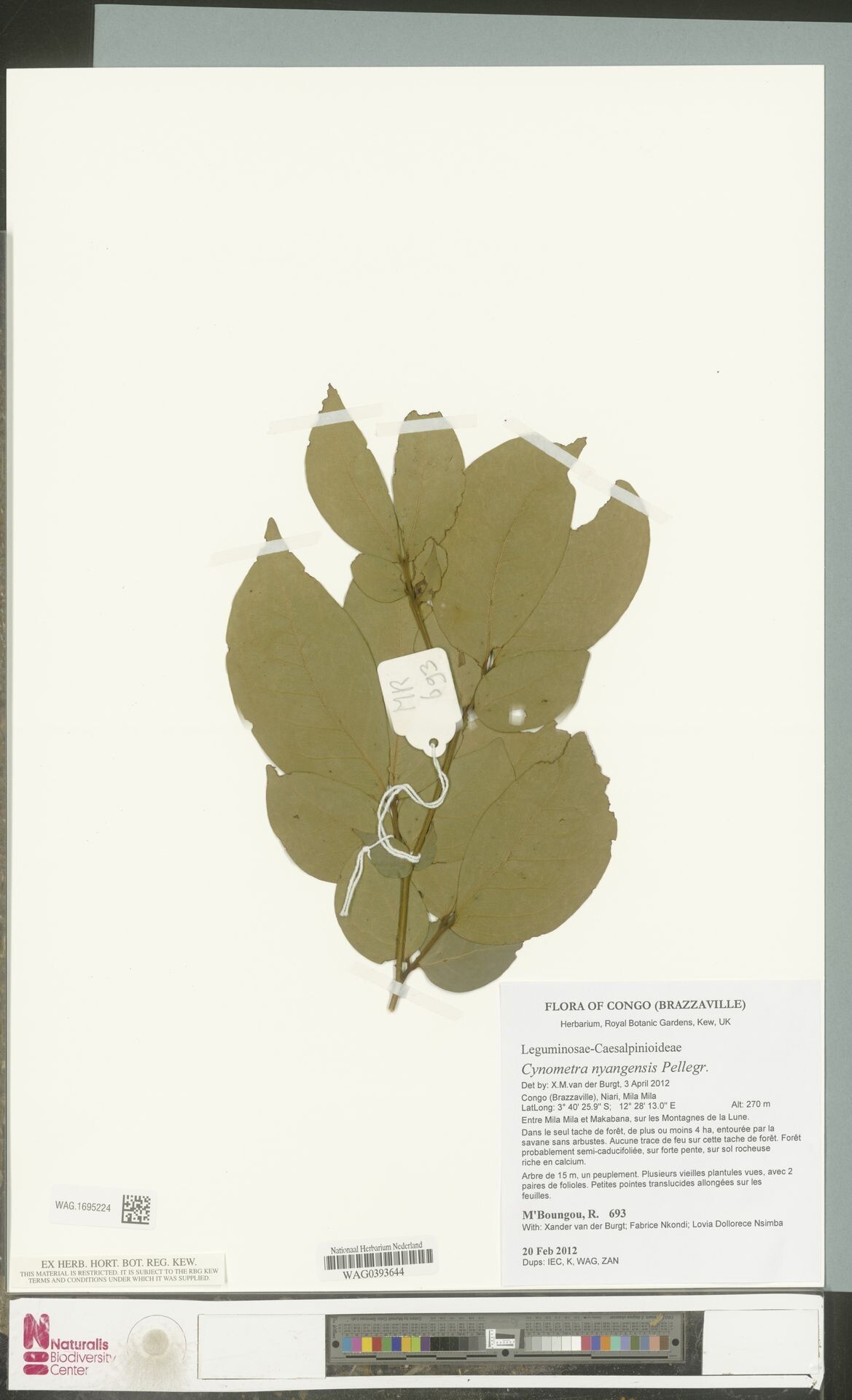 Cynometra nyangensis — houseplant care guide