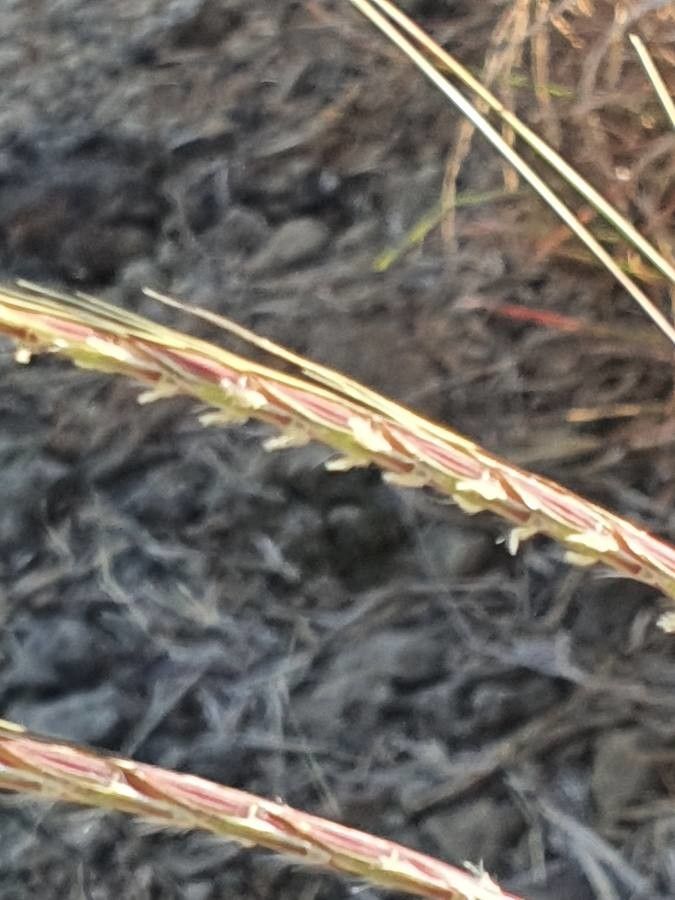 Sehima nervosum flower