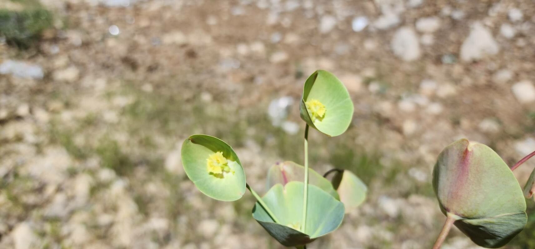 Euphorbia erubescens flower