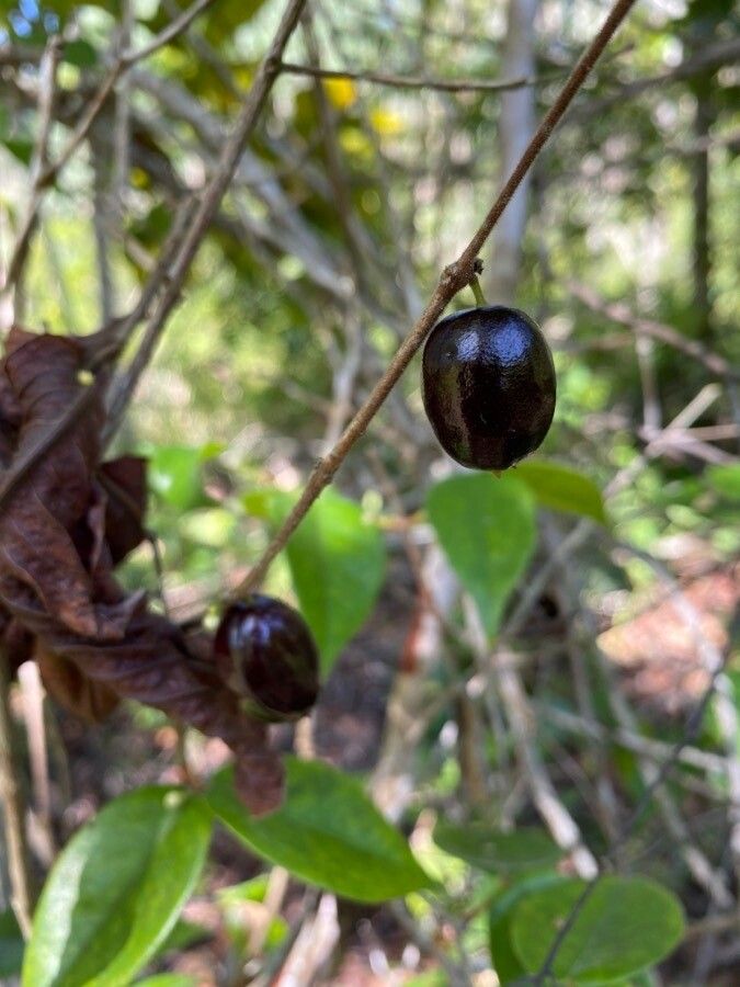 Eugenia inversa fruit