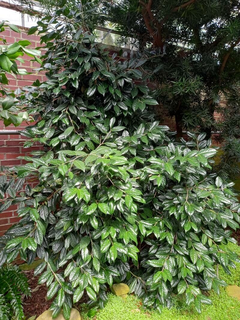 Camellia nitidissima habit