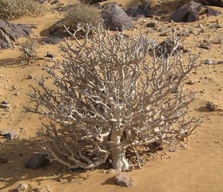 Othonna lasiocarpa habit